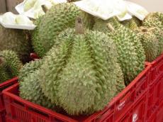 "Он пахнет как ад, но на вкус - рай" - так описывают Дуриан (Durian) малазийцы