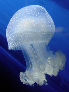 Так, воды вокруг Испании стали опасны из-за нашествия медуз 